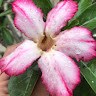 User_3337