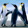 User_4995