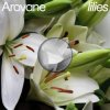 Portada Arovane - Pink Lilies Arovane - Pink Lilies