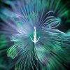 Portada CamelPhat feat. Monolink & Innellea - Shelter CamelPhat feat. Monolink & Innellea - Shelter