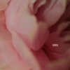 Portada Lewis Capaldi - Survive Lewis Capaldi - Survive