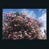 Portada Ceres - Okay Ceres - Okay