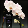 Portada Across the Universe ft. Anna Miracles - I Will Remember (Original mix) Across the Universe ft. Anna Miracles - I Will Remember (Original mix)