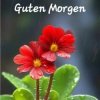 Portada unknown - Guten Morgen guten tag unknown - Guten Morgen guten tag