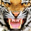Обкладинка Ottosiderspunk - Crouching Tiger Ottosiderspunk - Crouching Tiger