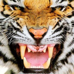 Portada Ottosiderspunk - Crouching Tiger