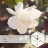 Portada DJ Classbuse & SINKin - Zhizi (Orchestral Mix) DJ Classbuse & SINKin - Zhizi (Orchestral Mix)