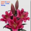 Portada DNDM & Umar Keyn - I Love Strong DNDM & Umar Keyn - I Love Strong