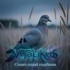 Portada ViTaLiKuS - Стонет сизый голубочек ViTaLiKuS - Стонет сизый голубочек
