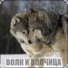 Portada Мила Руденская & Владимир Курский - Волк и волчица Мила Руденская & Владимир Курский - Волк и волчица