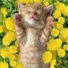 Portada Bronis AI - Уснул мой котёнок Bronis AI - Уснул мой котёнок