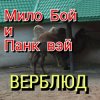 Portada Мило Бой - " верблюд " Мило Бой - " верблюд "