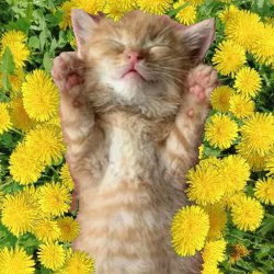 Portada Уснул мой котёнок