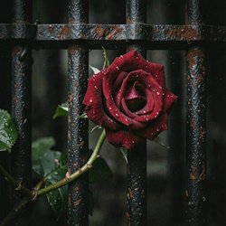 Portada RJ Emerald Fire (Изумрудный огонь) - Prison of Love