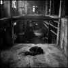 Portada SerDi - Concrete Lungs SerDi - Concrete Lungs