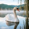 Portada Апро - Белый Лебедь Апро - Белый Лебедь