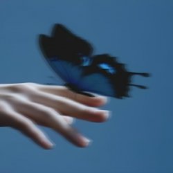 Portada Butterflies in the Stomach