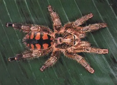 Araña Avicularia Minatrix